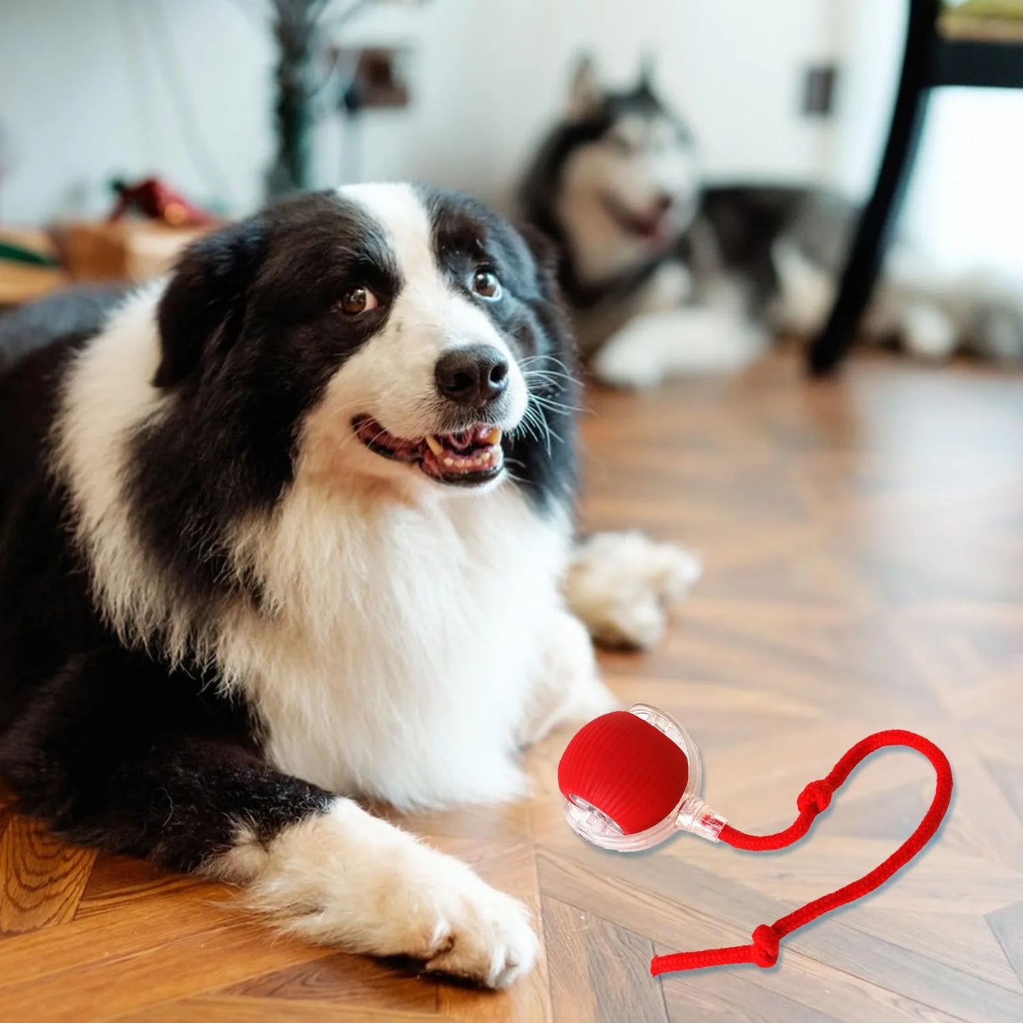 Paworae™ Bouncetug Play Ball – Interactive Pet Toy